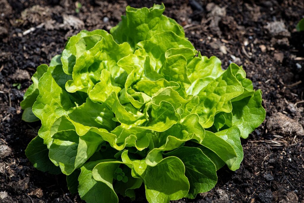 lettuce, plant, vegetable-5541474.jpg